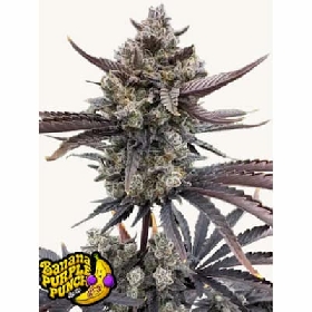 Banana Purple Punch Auto RF3 > Fast Buds Seeds